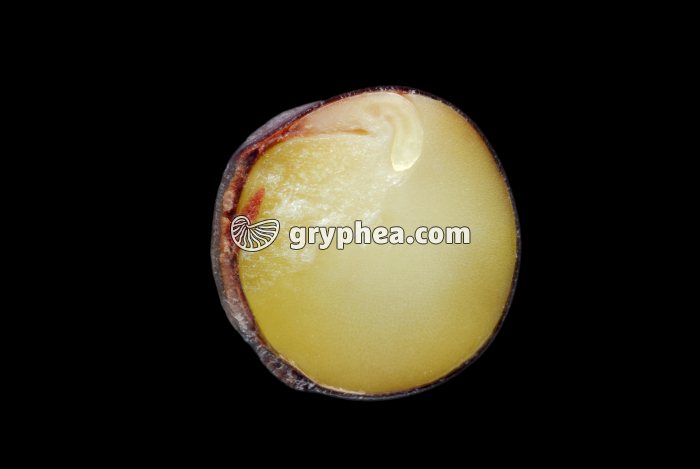 Pois de senteur graine en CT - gryphea.com